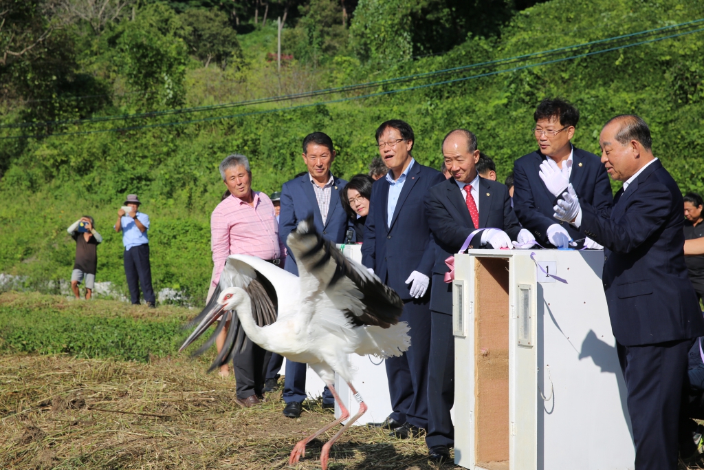 황새 자연방사행사